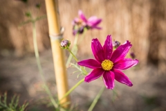 Cosmea1